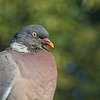 Wood Pigeon