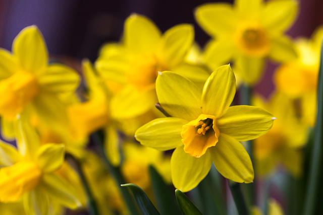 Frohe Ostern 2015 ++ Happy Easter 2015 Frohe Ostern 2015 ++ Happy Easter 2015