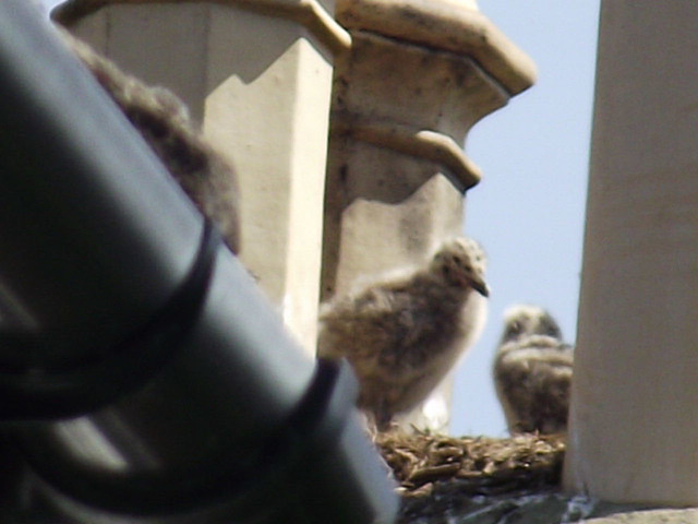 They are quite safe in amongst my chimney pots