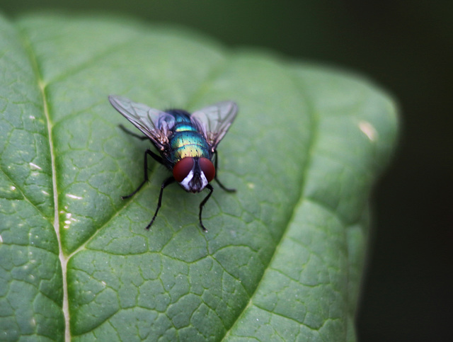 fly on green