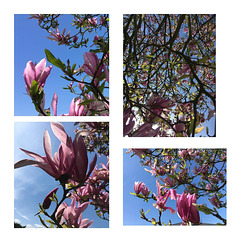 Fleurs de magnolia