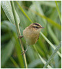 EF7A5411 Reed Warbler