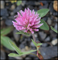 Trifolium pratense (3)