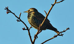 Starling catching the sun!