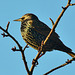 Starling catching the sun!