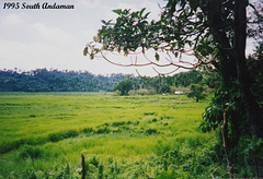 71 South Andaman Scene