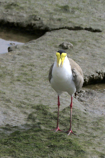 Masked Lapwing