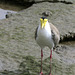 Masked Lapwing