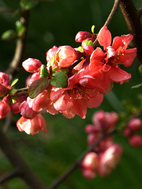 Chaenomeles japonica