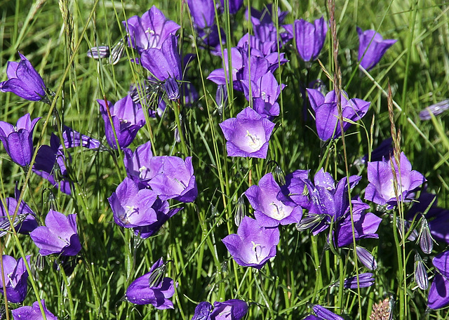 Glockenblumen