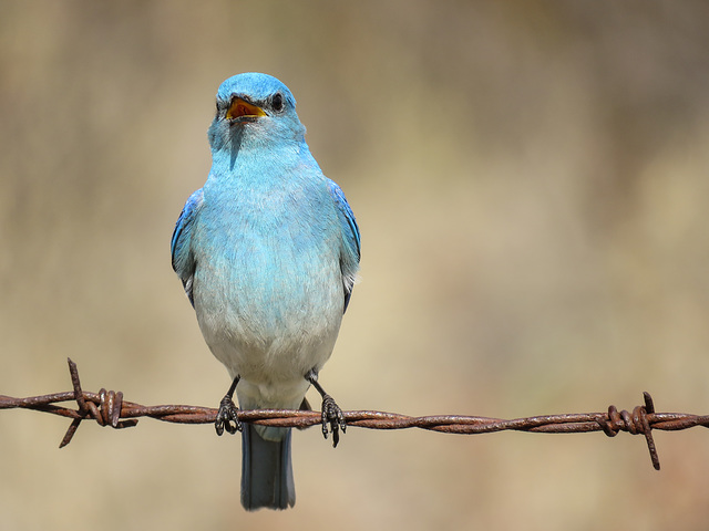 Mountain Bluebird male