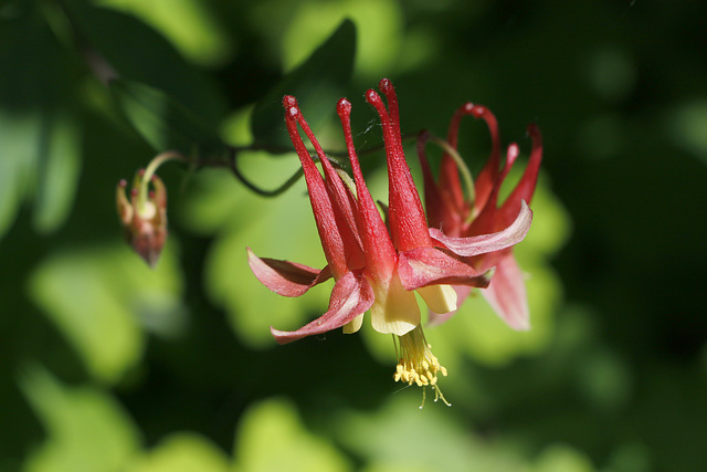 Eastern Red Columbine