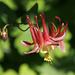 Eastern Red Columbine