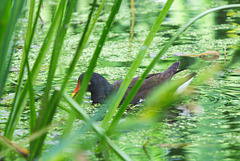 The Pond Moorhen and chicks