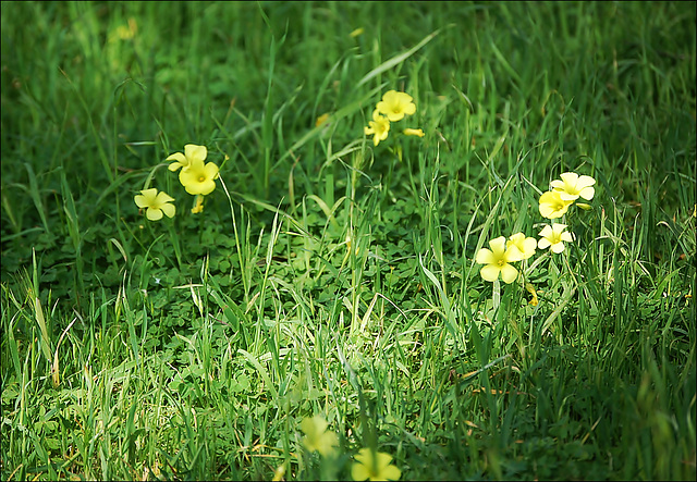 Zagreb coreopsis / Zagreb Whorled Tickseed