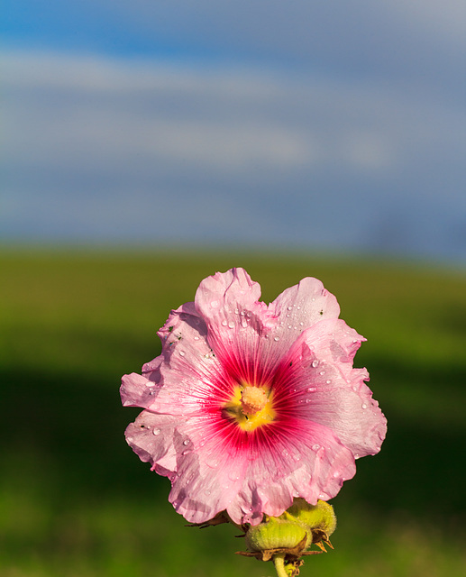 In meinem Garten - die Farben des Sommers