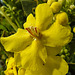 20210831 2787CPw [D~LIP] Prächtige Königskerze (Verbascum speciosum), UWZ, Bad Salzuflen