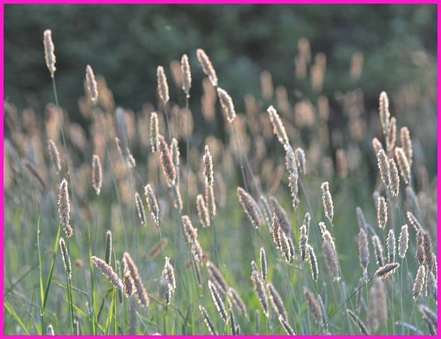 Watch Grass pollen