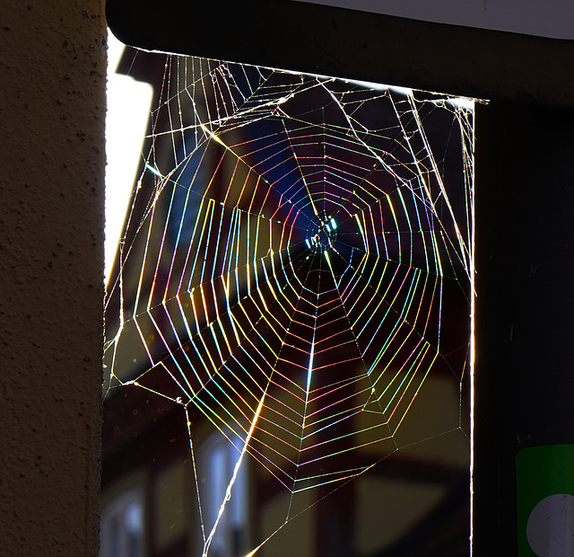 Ein Spinnennetz in den Regenbogenfarben - A spider's web in the colours of the rainbow