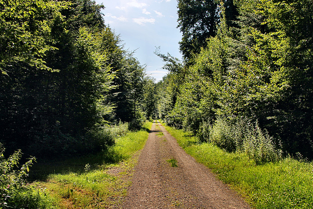 Weg im Lembecker Wald (Dorsten) / 20.07.2024