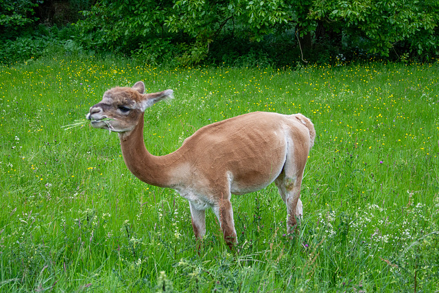 IMG 7084