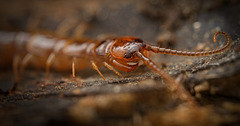 Der Gemeine Steinläufer (Lithobius forficatus) hat sich vorgestellt :)) The Common Stonecreeper (Lithobius forficatus) has introduced itself :)) Le Grimpereau des rochers (Lithobius forficatus) s'est présenté :))