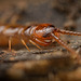 Der Gemeine Steinläufer (Lithobius forficatus) hat sich vorgestellt :)) The Common Stonecreeper (Lithobius forficatus) has introduced itself :)) Le Grimpereau des rochers (Lithobius forficatus) s'est présenté :))