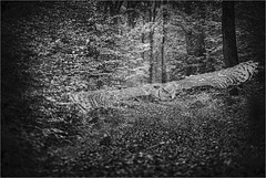 Comme un spectre . . .