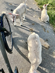 Attack by the lambs