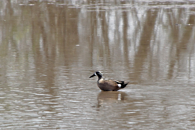 Blue Winged Teal