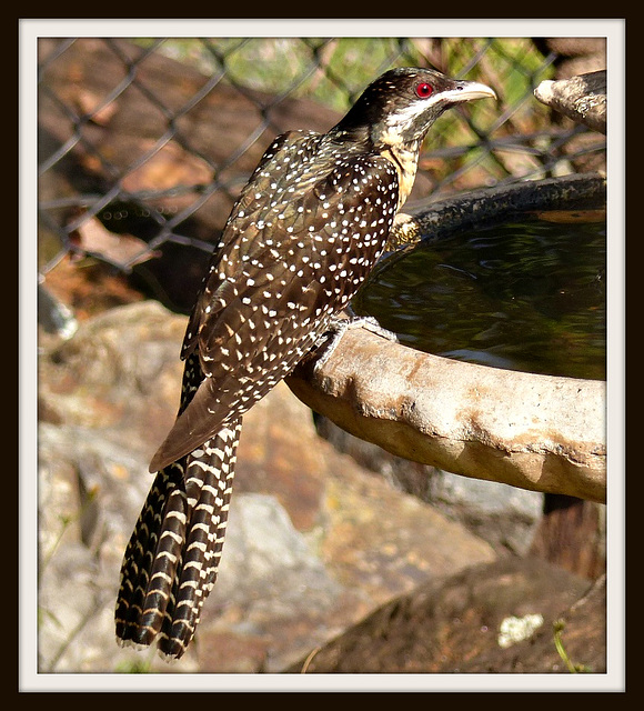 Asian Female Koel