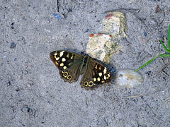 Speckled Wood ,