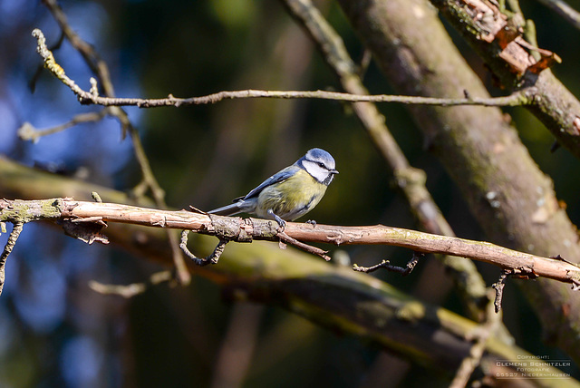 Blaumeise