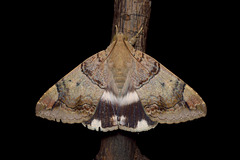 20180715-0333 Achaea janata (Linnaeus, 1758)