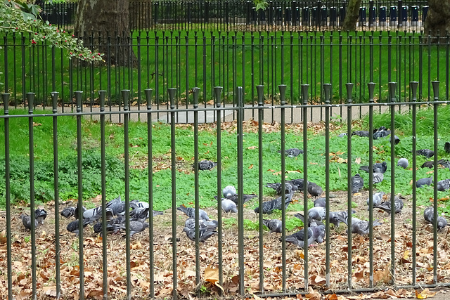 Die Tauben der Hyde Park Corner (HFF!)