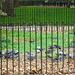 Die Tauben der Hyde Park Corner (HFF!)