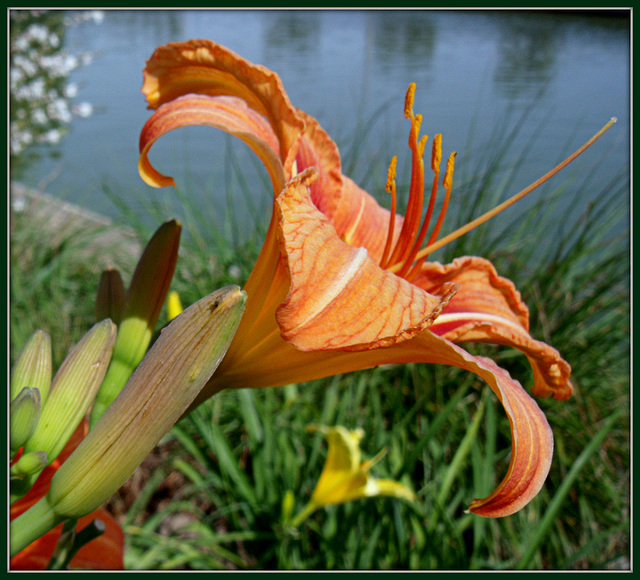 Day Lily