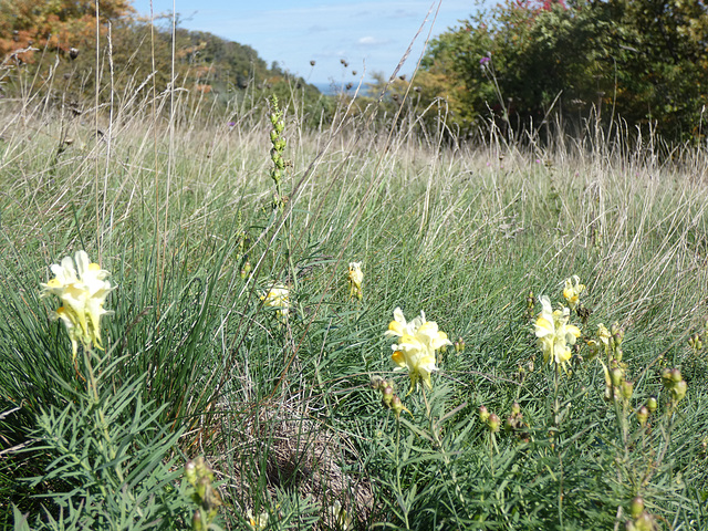 Magerwiese von Premberg