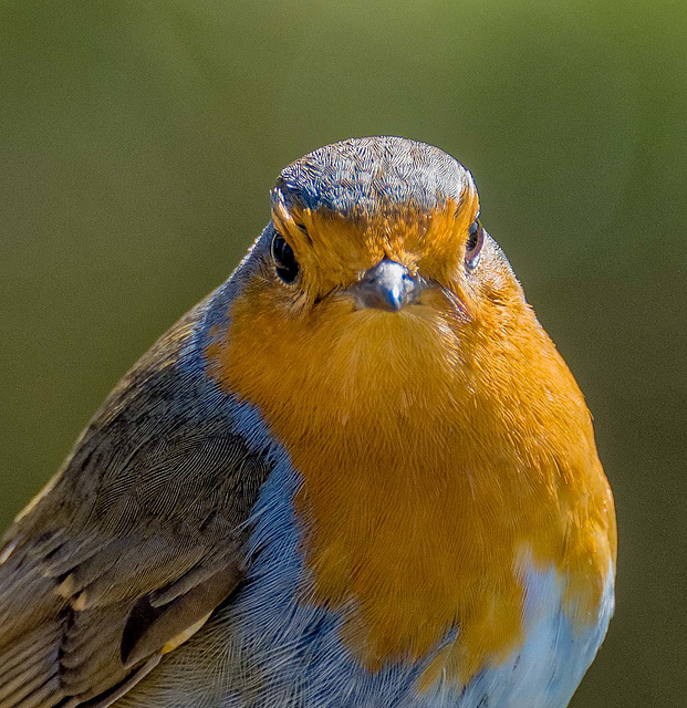 Robin close up