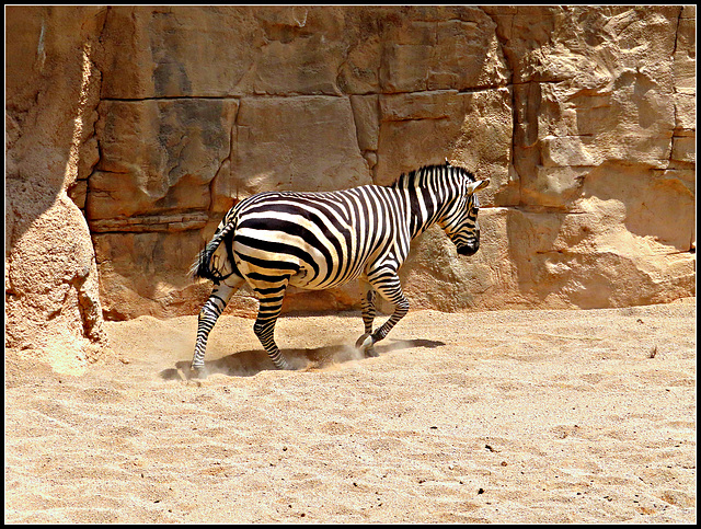 Biopark Valencia, 116