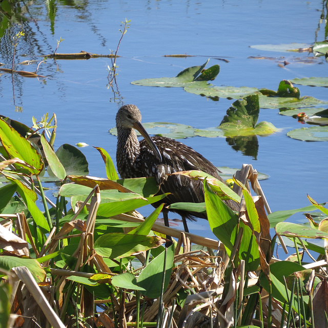 Limpkin