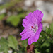 Spotted Geranium