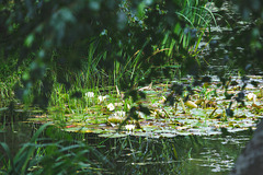 Waterlilies in bloom