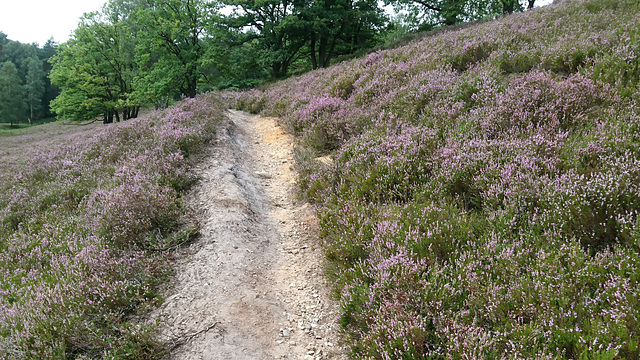 Fischbeker Heidewanderweg