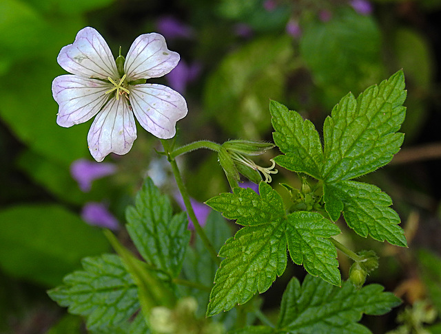 20210831 2788CPw [D~LIP] Verschiedenfarbiger Storchschnabel (Geranium versicolor), UWZ, Bad Salzuflen