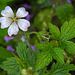 20210831 2788CPw [D~LIP] Verschiedenfarbiger Storchschnabel (Geranium versicolor), UWZ, Bad Salzuflen