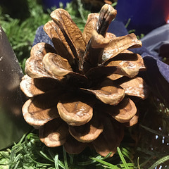 Detail of my advent wreath.