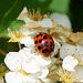 Asiatischer Marienkäfer auf weißen Blüten