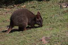 Pademelon on Maria Island