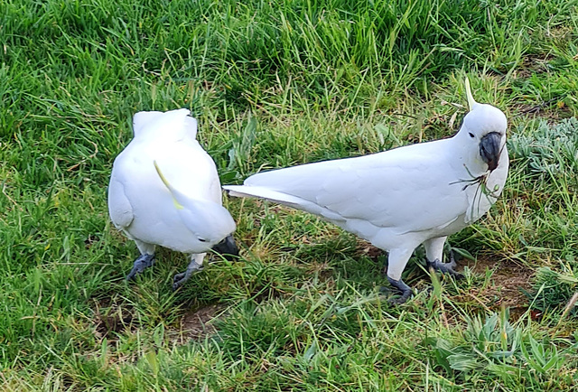 Sulpher crested cockatoos ADELAIDE